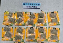 "망고가 아니네?"..대마초 3.1kg 밀반입 태국인 2명 구속 송치