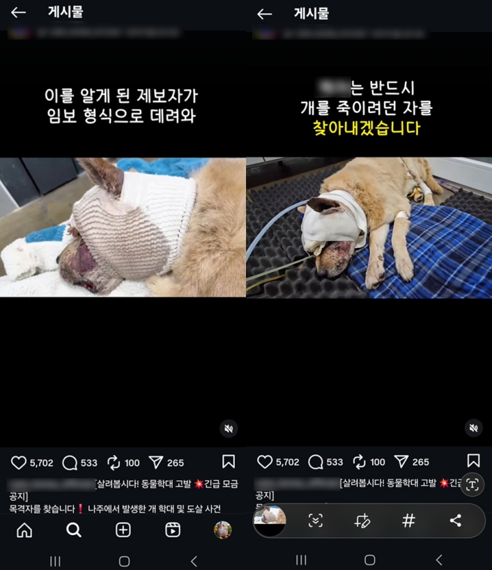 유기견 학대? 알고보니 개 싸움...나주 주민들, 동물단체 고소