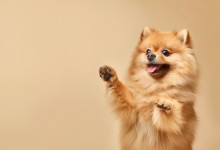 ‘앗, 내 댕냥이’…설연휴 반려동물 잃어버렸다면?